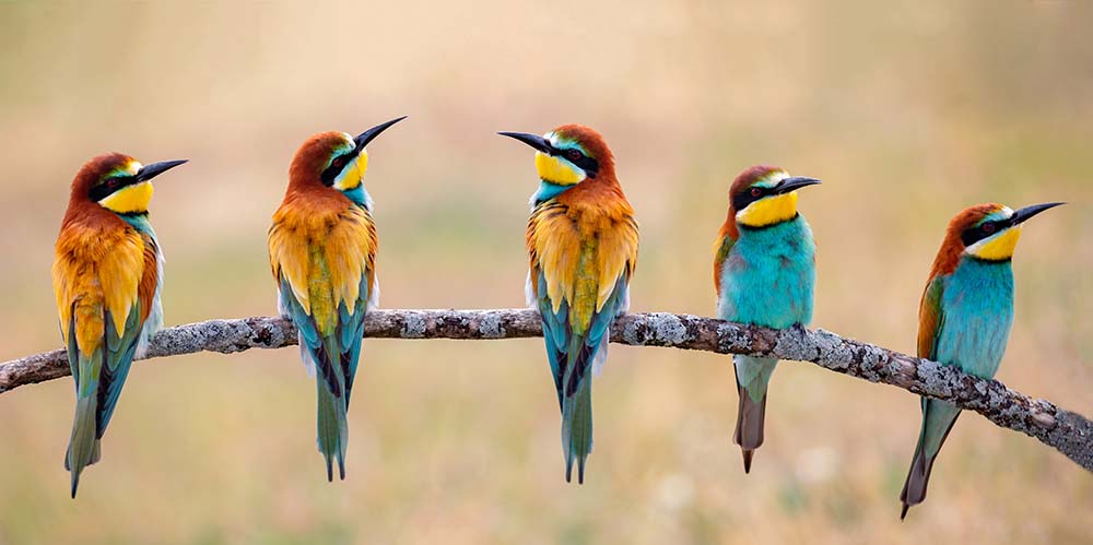 Meeting of four bee-eaters on a branch