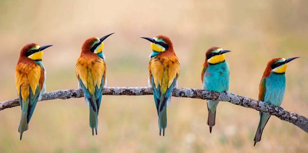 Meeting of four bee-eaters on a branch